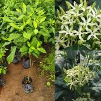 ราคา ต้นบุหงารำไป ไม้หอมไทยที่มีกลิ่นหอมหวานตราตรึง แม้ดอกแห้งก็ส่งกลิ่นหอม (44472804809)