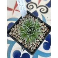 ราคา deuterocohina brevifola var. chlorantha สับปะรดจิ๋ว (24067150394)