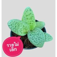 ราคา รวยไม่เลิก (ไม้ร่มได้แดดได้) 1ต้นก็ส่งค่ะ ขนาด 3 นิ้ว (4833538042)