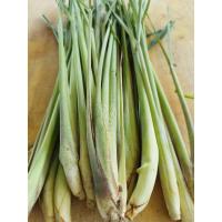 ราคา ตะไคร้สดจากสวน ราคาถูก ต้นละ1 บาท (27203022211)