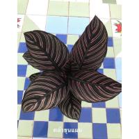 ราคา ต้นคล้าขุนแผนเรียกทรัพย์ / เสน่ห์​ขุนแผน​ (5346589362)