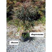 ราคา ต้นหูกระจงแดง หูกระจงแดง (24434851820)