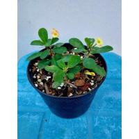 ราคา โป๊ยเซียนแคระ ดอกหลายสี (21267812066)