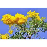 ราคา ต้นเหลืองปรีดียาธร แบบเพาะเมล็ด (23448796286)