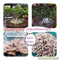 ราคา 35เมล็ดชวนชมยักษ์นางพญาฯ(1ซองบรรจุ35เมล็ดมีแถม) (19712918740)