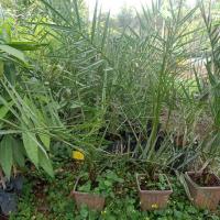 ราคา ต้นอินทผาลัมบาฮีสีเหลือง (18264693126)