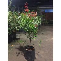 ราคา คริสติน่าต้นใหญ่ ความสูง45-50 cm (3945314734)