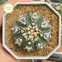 ราคา [SP] Astrophytum ' Hanazono ' Seedling แอสโตรไฟตัม ฮานะโซโนะ ไม้เพาะเมล็ด แอสโตรไฟตั้ม แอสโตร แคคตัส กระบองเพชร ต้นไม้ (25820932589)