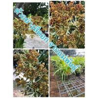 ราคา ว่านหางช้างหรือเพชรหึง กล้วยไม้ที่ใหญ่ที่สุด จัดส่งกระถาง 8 นิ้ว ฟรอมใหญ่ (11672489203)