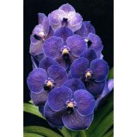 ราคา กล้วยไม้แวนด้า Pure Wax Blue ไม้ใหม่ไม่ติดดอก พร้อมส่ง (6493095513)