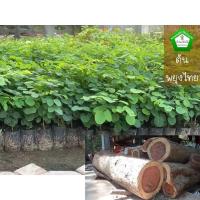 ราคา ต้นพยุงไทย ต้นพยูง พะยูง #กล้าไม้ป่าไม้เศรษฐกิจ ราคาถูก ระหว่างขนส่งสินค้าเสียหาย ทางร้านรับผิดชอบทุกรณีจ้า (7034915405)