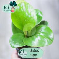 ราคา ต้นเปเปอร์หยก ต้นไม้มงคล ต้นไม้จิ๋ว (15251820202)