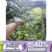 ราคา ต้นพยุงไหหลำหรือต้นประดู่ลาย สูงประมาณ 60-80 เซนติเมตร (5791192986)