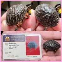 ราคา เบี้ยแก้หลวงปู่เจือ วัดกลางบางแก้ว แบบมีบัตรรับรองพระแท้จากสมาคมนิตยสารท่าพระจันทร์ (19982712321)