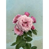 ราคา กุหลาบเลื้อยดอกสีชมพู ดอกดกสวยมาก (4260635381)