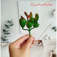 ราคา ไม้อวบน้ำ กุหลาบหินปลอมแบบไม่มีกระถาง️ไม้อวบน้ำ กุหลาบหิน แคคตัส กระบองเพชร (29073461907)