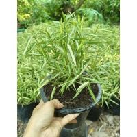 ราคา ต้นไผ่เงินหรือต้นไผ่แมว (25528447482)