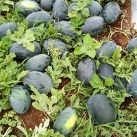 ราคา ความงามสีดำยักษ์ Watermelon Seeds for Planting (10 เมล็ด) ซุปเปอร์หวานฉ่ำน้ำเมล็ดแตงโมเมล็ด pa ควัน (42476412628)
