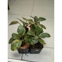 ราคา มะพร้าวทะเลทรายใบด่าง (13109292945)