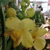 ราคา กล้วยไม้แวนด้าดอกใหญ่ สีเหลือง (สีตามรูป) (7742480577)