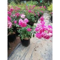 ราคา ต้นกุหลาบ​หนูพวงดอกสีชมพูสีแดง (7260840512)