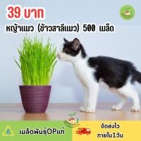 ราคา หญ้าแมว (ข้าวสาลีแมว) บรรจุ 500 เมล็ด (26362907779)