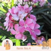 ราคา (ส่งไว) ต้น ยี่โถแคระ ดอกสีชมพู กระถาง 11 นิ้ว สูง 80 cm ดอกมีกลิ่นหอม ดอกออกตลอดทั้งปี (28958074654)