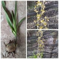 ราคา ว่านช้างผสมโขลงหรือพญาเทครัวต้นละ 10 บาท (23667026139)