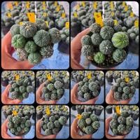 ราคา กระบองเพชร แคคตัส (Cactus) Part 1 แอสโตรไฟตัม แอสทีเรียส ASTRO POT 9/20/21 (Astrophytum asterias) (5809745877)