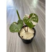 ราคา บอนสีเศรษฐีหมื่นล้าน ไม้ด่างสวย ไม้ชื่อมงคล ขายต้นในรูปมีต้นเดียว (25887369170)