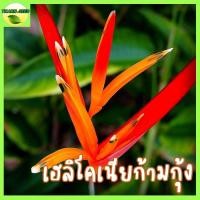 ราคา เฮลิโคเนียก้ามกุ้ง สีส้ม ต้นละ29 4ต้น100 ไม้มงคลปลูกแล้วอายุยืน (ธรรมรักษา ก้ามกุ้ง) เฮลิโคเนีย heliconia ต้นเฮลิโคเนีย (10422753444)