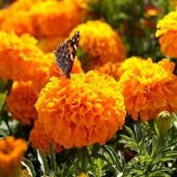 ราคา เมล็ดพันธุ์ ดอกดาวเรืองคละสี เมล็ดดาวเรืองฝรั่งเศส Mixed French Marigold Flower Seed 150เมล็ด/แพ็ค ปลูกง่าย เมล็ดดอกไม้ (40523958165)