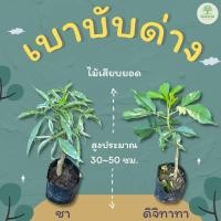 ราคา ต้นพันธุ์เบาบับด่าง (ดิจิทาทา,ซา) ต้นไม้ยักษ์ (19945037596)