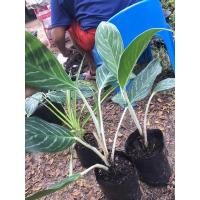 ราคา ต้นคฑาเงิน ต้นไม้มงคลชื่อมงคลน่าสะสม (11259580896)