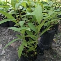 ราคา ผักติ้วขาวเพาะเม็ดรสเปรี้ยว 1 ต้น (3634815023)