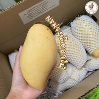 ราคา ✨ มะม่วงน้ำดอกไม้ ( 1 กิโล) หวาน หอม ส่งตรงถึงมือคุณ ผลไม้ (5425811895)