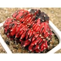 ราคา Gymnocalycium mihanovichii 20เมล็ด.-99 (5177673945)