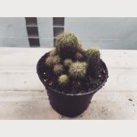 ราคา ต้นกระบองเพชร ดาวล้อมเดือน (87481980)