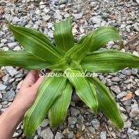 ราคา ต้นหาบเงินหาบทอง กระถาง6นิ้ว ไม้มงคล ต้นกวนอิมพันมือ ต้นวาสนาเลื้อย (9889969131)