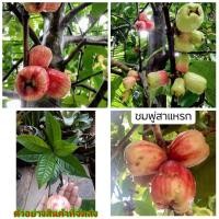 ราคา (ขาย ต้นพันธุ์) ต้น ชมพู่สาแหรก ต้นชมพู่สาแหรก ชมพู่สาแหลก ต้นชมพู่สาแหลก ต้นชมพู่ ชมพู่ สาแหรก Soa (9391372772)