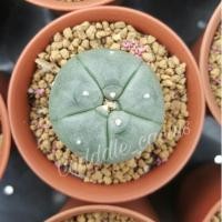 ราคา Lophophora williamsii (80304290)