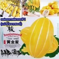 ราคา 15 เมล็ด เมล็ดเมล่อนเกาหลีชาแมร์F1 (เมล่อนเกาหลี เปลือกสีเหลืองทองมีร่องสีขาว เนื้อสีขาวใส รสชาติหอมหวานกรอบอร่อย) (26036295643)