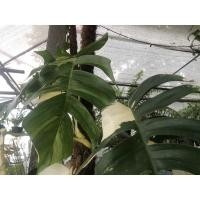 ราคา อิพิด่างขาว ❌ส่งฟรี❌( ต้นไม้​ด่าง ต้นอิพิด่างขาว​ พลูฉีกด่างขาว Epipremnum pinnatum variegated albo (5793452791)