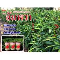 ราคา เมล็ดพันธุ์พริกจินดา อัมพวา ตราตะวันต้นกล้า (9312834351)