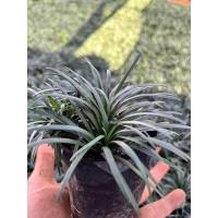 ราคา ต้นหนวดปลาดุก ตกแต่งสวน (24719465997)