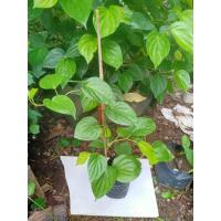 ราคา ต้นพลู พลูกินหมาก พลูหอม ฟอกอากาศ ชนิดพลูเหลือง สีเขียวสวย เหมาะกับการปลูกขายใบ เป็นไม้ประดับ ไม้มงคล (21109661540)