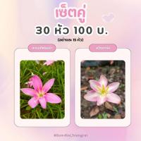 ราคา บัวดิน เซ็ตคู่ดอกใหญ่ แกรนดิฟลอร่า(grandiflora) - สวีทฮาร์ท(sweet heart) อย่างละ15หัว (40051075942)