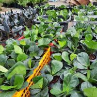 ราคา ไทรใบสัก ไม้ฟอกอากาศ กระถาง3นิ้ว (7842540430)