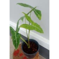 ราคา พญางูจงอางหรือว่านกันงู (4395231089)