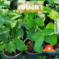 ราคา ต้นเชียงดา เชียงดา สวนเขาหมาก ผักสวนครัว ปลูกผักทานเอง ต้นไม้ ไม้ผล ต้นพันธ์ พันธุ์ไม้ ไม้มงคล ไม้ฟอกอากาศ (11813137523)